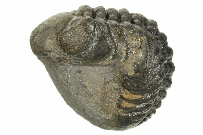 Long, Curled Austerops Trilobite - Morocco #323232